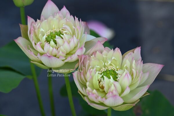 wm-8-600x400 Drunken Hibiscus Lotus - One of Fabulous Versicolor( All Ship in Spring)