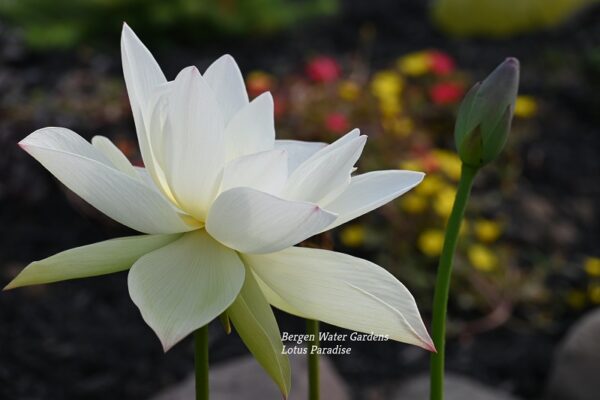 wm1-1-2-600x400 Buddha with Clear Water Lotus- Large White Color