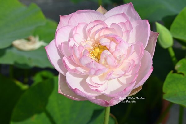 wm1-1-3-600x400 Beautiful Moon in Jinling Lotus- Large Pink Color