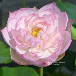 wm1-2-3-300x300 Beautiful Moon in Jinling Lotus- Large Pink Color