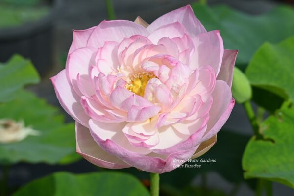 wm1-2-3-600x400 Beautiful Moon in Jinling Lotus- Large Pink Color