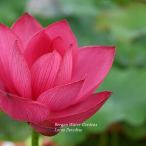 wm1-3-1-300x300 20-Little Captain Lotus - New Bowl Lotus for 2026( Shipping in spring)