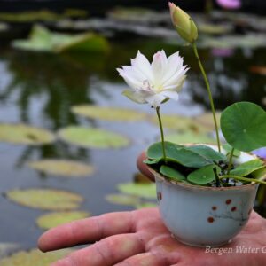 wm1-3-scaled-1-300x300 First Fall Lotus - One of Amazing Micro/ Tea Cup Lotus (All ship in spring, 2024)