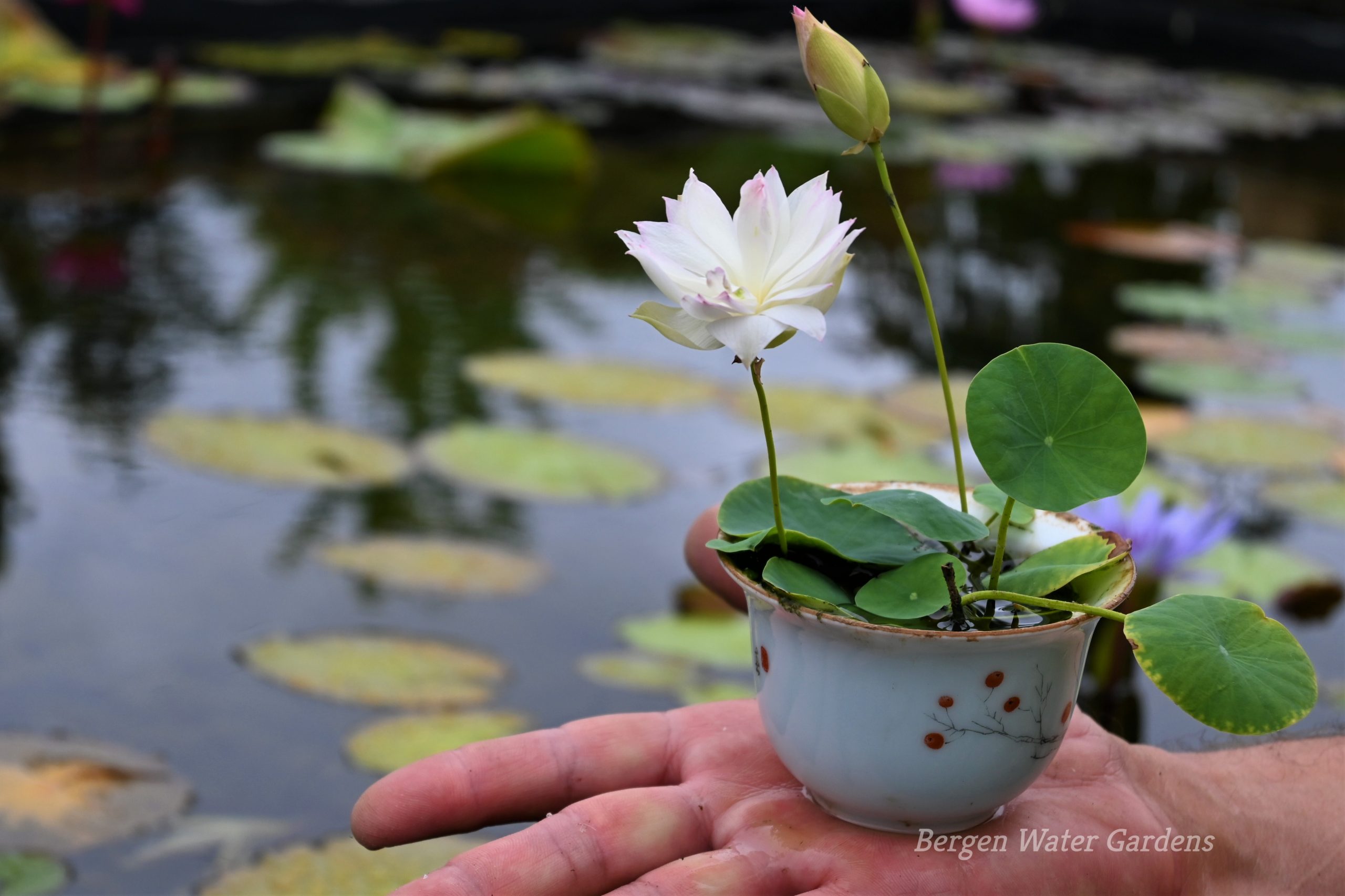 First Fall Lotus - One of Amazing Micro/ Tea Cup Lotus (All ship in spring,  2024)