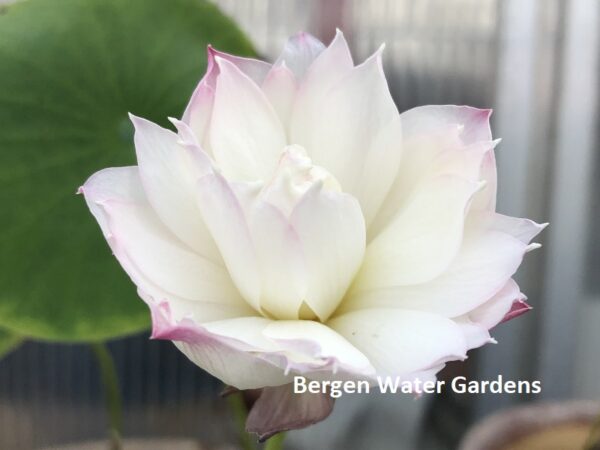 wm1-600x450 Little Goddess of Nanyue Lotus(One of Excellent Blooming micro lotus)