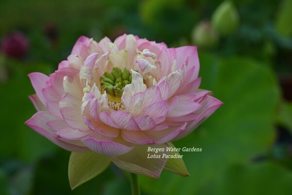 wm10-1-2-600x400 Colorful clouds in Jinling Lotus - One of Excellent Blooming!!!!