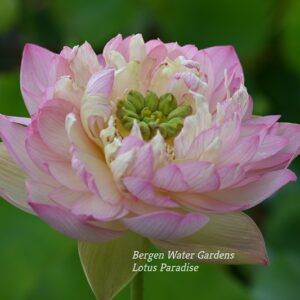 wm10-2-2-300x300 Colorful clouds in Jinling Lotus - One of Excellent Blooming!!!!