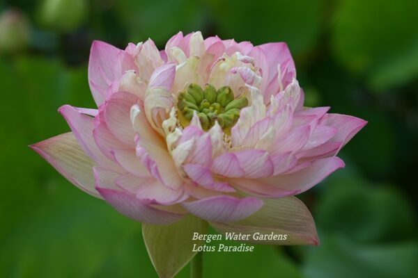 wm10-2-2-600x400 Colorful clouds in Jinling Lotus - One of Excellent Blooming!!!!