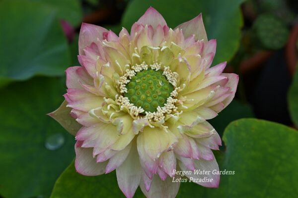 wm10-5-600x400 Drunken Hibiscus Lotus - One of Fabulous Versicolor( All Ship in Spring)