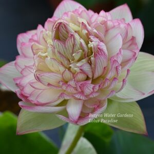 wm15-300x300 Pink Brocade Lotus( Xin Yun Jin)- Winner!!
