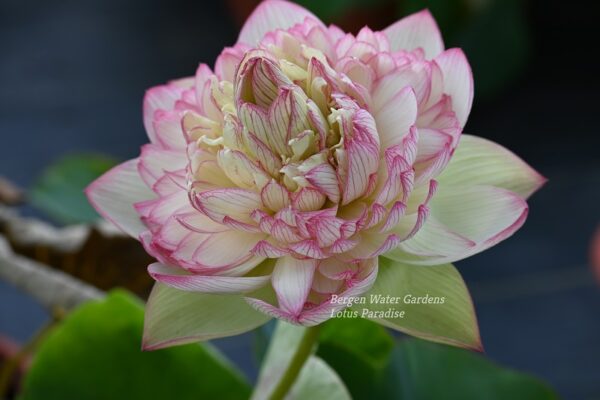 wm15-600x400 Pink Brocade Lotus( Xin Yun Jin)- Winner!!