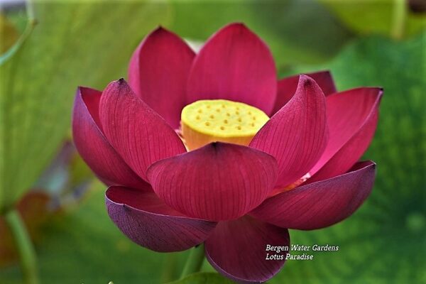 wm2-1-600x400 Oriental Red Lotus - Simple is Best (All ship in spring, 2024)