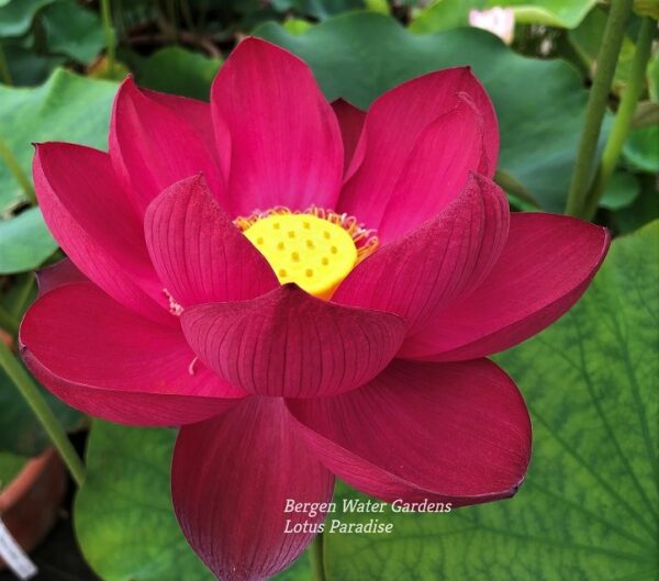 wm2-3-600x529 Oriental Red Lotus - Simple is Best (All ship in spring, 2024)
