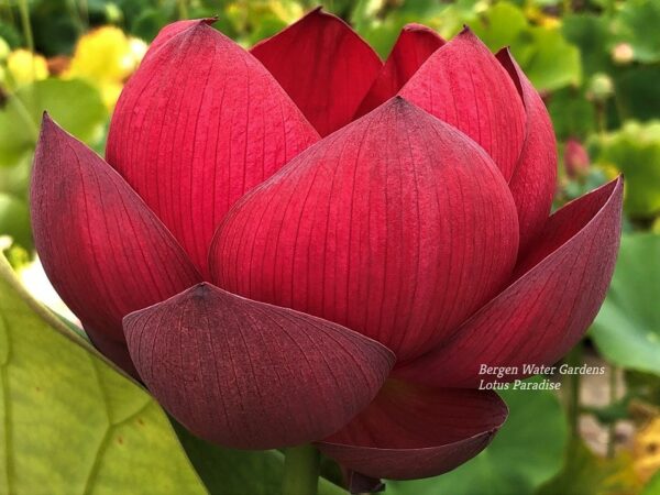 wm2-5-600x450 Oriental Red Lotus - Simple is Best (All ship in spring, 2024)