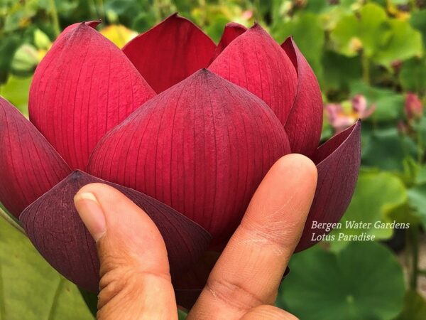 wm2-6-600x450 Oriental Red Lotus - Simple is Best (All ship in spring, 2024)