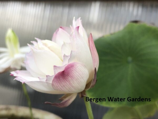 wm2-600x450 Little Goddess of Nanyue Lotus(One of Excellent Blooming micro lotus)