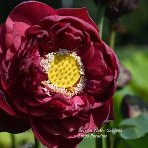 wm20-1-300x300 Midnight Lotus a - Deepest Double Red! All ship in spring, 2024