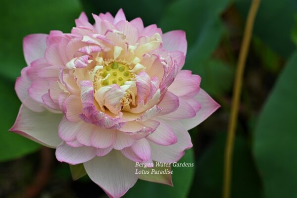 wm20-1-4-600x400 Colorful clouds in Jinling Lotus - One of Excellent Blooming!!!!