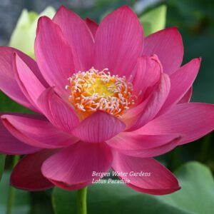 wm20-1-6-300x300 20-Little Captain Lotus - New Bowl Lotus for 2026( Shipping in spring)