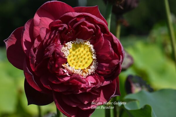 wm20-1-600x400 Midnight Lotus a - Deepest Double Red! All ship in spring, 2024