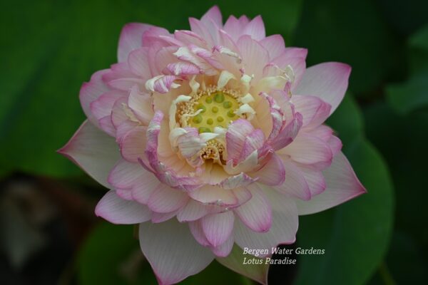 wm20-3-3-600x400 Colorful clouds in Jinling Lotus - One of Excellent Blooming!!!!