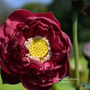 wm20-3-300x300 Midnight Lotus a - Deepest Double Red! All ship in spring, 2024
