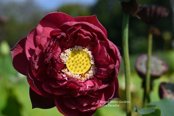 wm20-3-600x400 Midnight Lotus a - Deepest Double Red! All ship in spring, 2024