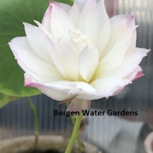 wm3-300x300 Little Goddess of Nanyue Lotus(One of Excellent Blooming micro lotus)