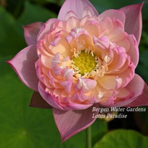 wm30-1-300x300 Colorful Pink Lotus(Jin Se)- One of Large Versicolor Lotus