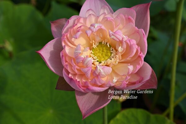 wm30-1-600x400 Colorful Pink Lotus(Jin Se)- One of Large Versicolor Lotus