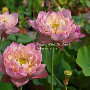 wm30-2-300x300 Colorful Pink Lotus(Jin Se)- One of Large Versicolor Lotus