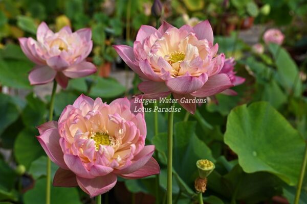 wm30-2-600x400 Colorful Pink Lotus(Jin Se)- One of Large Versicolor Lotus