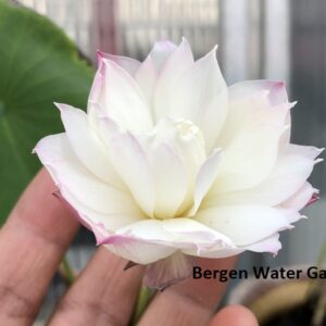 wm4-300x300 Little Goddess of Nanyue Lotus(One of Excellent Blooming micro lotus)