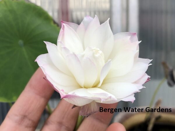 wm4-600x450 Little Goddess of Nanyue Lotus(One of Excellent Blooming micro lotus)