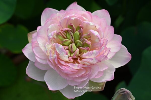 wm50-1-600x400 Colorful clouds in Jinling Lotus - One of Excellent Blooming!!!!