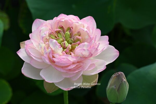 wm50-2-600x400 Colorful clouds in Jinling Lotus - One of Excellent Blooming!!!!