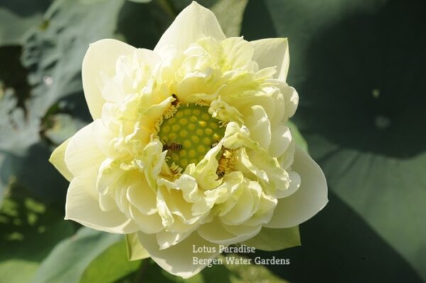 ▌S-▌▌n-½-2-600x399 31-Gold &Jade Peony Lotus- Best Double Green Lotus! ( All ship in spring 2024)