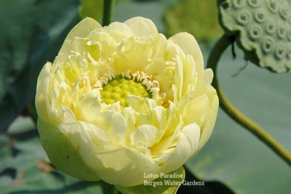 ▌S-▌▌n-½-5a-600x399 31-Gold &Jade Peony Lotus- Best Double Green Lotus! ( All ship in spring 2024)