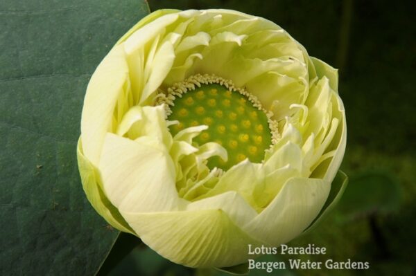 ▌S-▌▌n-½io-1a-600x399 31-Gold &Jade Peony Lotus- Best Double Green Lotus! ( All ship in spring 2024)