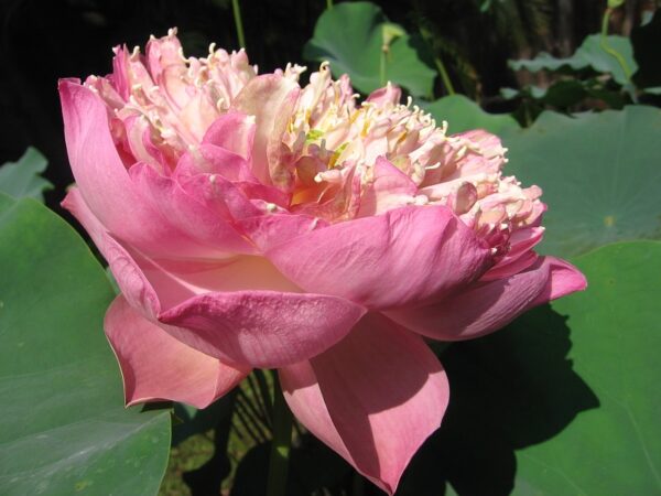 照片-045b-600x450 Peak of Pink Lotus - All Ship Spring