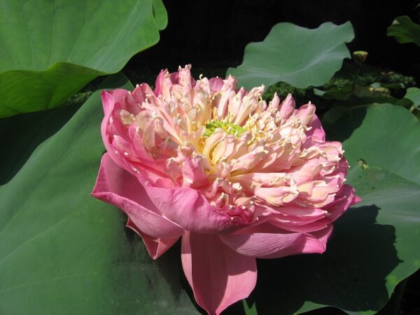 照片-046b-600x450 Peak of Pink Lotus - All Ship Spring