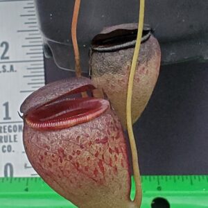 20231204_144956-R-300x300 Nepenthes tenuis BE 4049