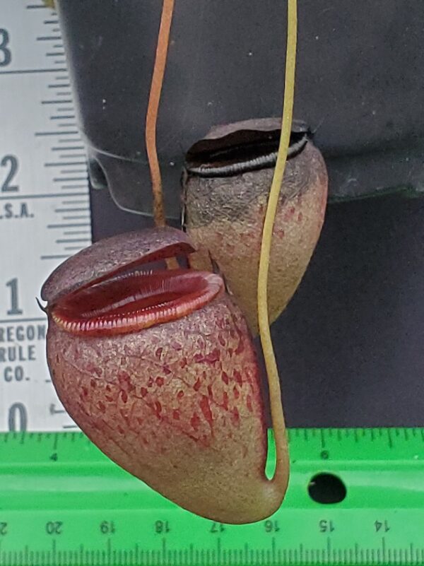 20231204_144956-R-600x801 Nepenthes tenuis BE 4049