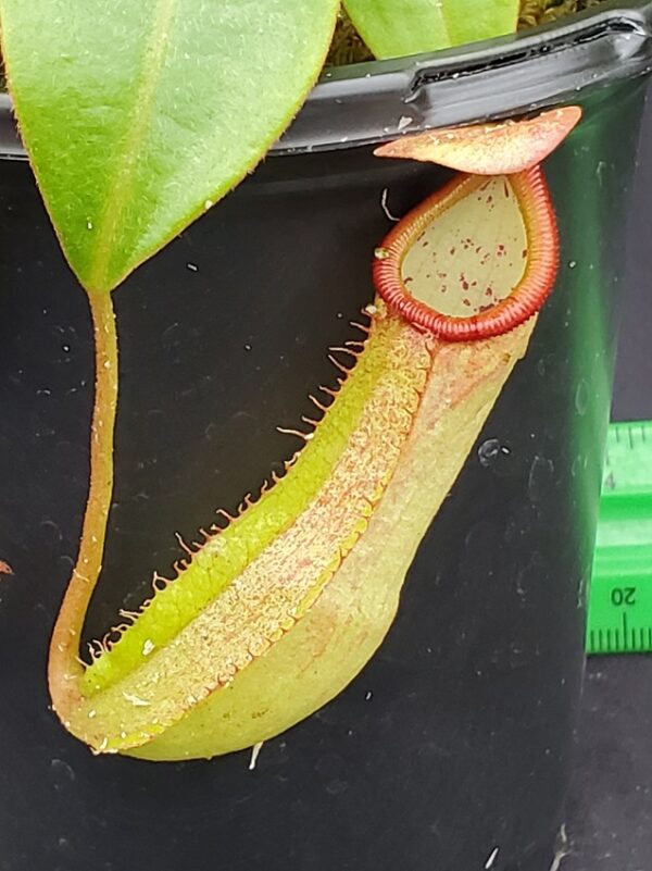 20231210_133922-R-600x801 Nepenthes petiolata x sp. #1 BE 4580