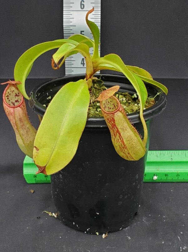 20231210_133948-R-600x801 Nepenthes petiolata x sp. #1 BE 4580