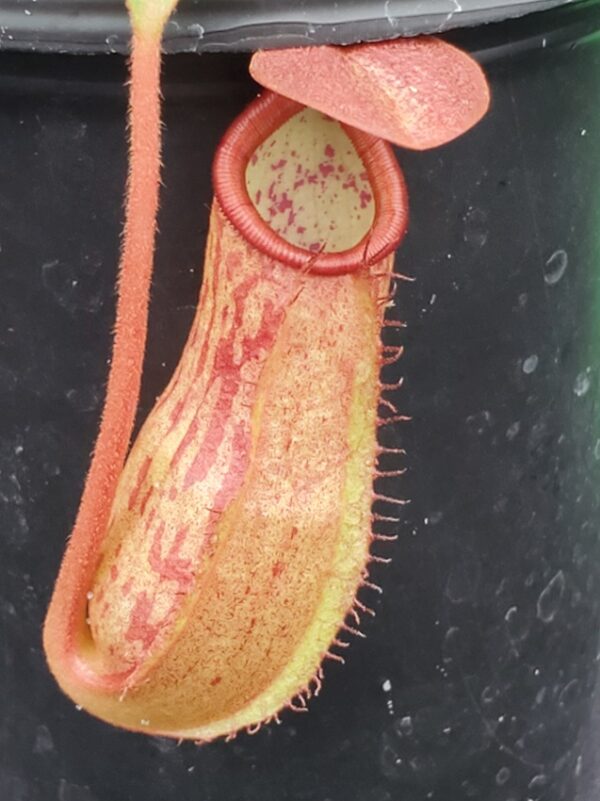 20231210_134025-R-600x801 Nepenthes petiolata x sp. #1 BE 4580