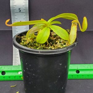 20231210_134925-R-300x300 Nepenthes spectabilis x klossi BE 4559