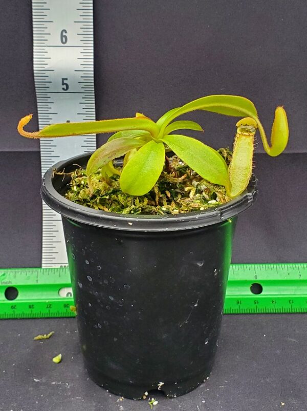 20231210_134925-R-600x801 Nepenthes spectabilis x klossi BE 4559