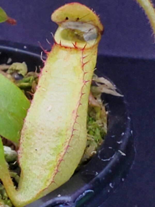 20231210_134940-R-600x801 Nepenthes spectabilis x klossi BE 4559