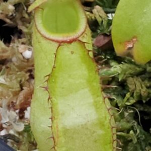 20231210_134953-R-300x300 Nepenthes spectabilis x klossi BE 4559